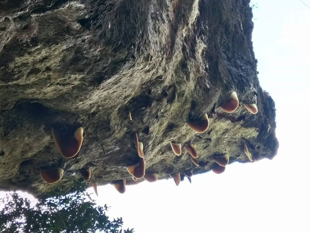Nolobuh Base Camp Eko Pelancongan Kg Terintidon campsite photo